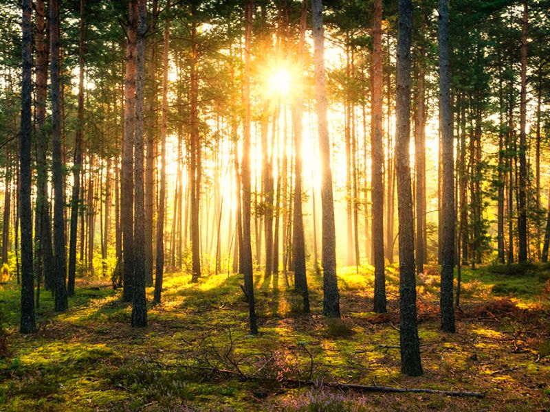 Tæt skov med solnedgang